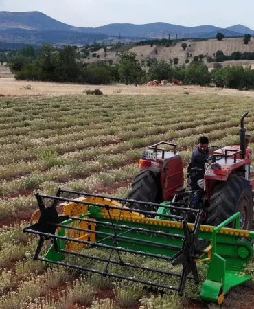 guneysinirda-kekik-hasadi-kurakliga-direncli-tarimda-yeni-donem-wXftnlT7.webp