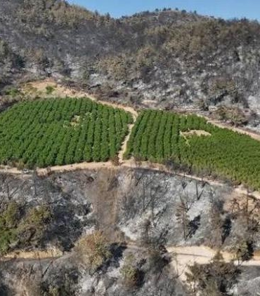 gursuda-100-hektarlik-orman-yangini-arasinda-ayakta-kalan-25-donumluk-meyve-bahcesi-d13Be5UZ.jpg
