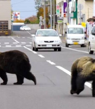 iwate-hanamaki-havalimaninda-ayi-pistte-ucuslar-kisa-sureligine-durduruldu-WGz9gGqq.jpg