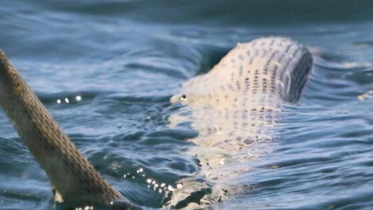 Nanga Körfezi’nde Deniz Yılanları ve Kaplumbağalarda Ölüm Olaylarıyla İlgili Geniş Formlu İnceleme