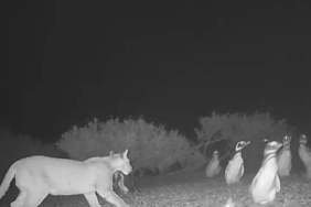 puma-kapaninda-penguenlerle-yasanan-beslenme-degisimi-monte-le-nda-yeni-dinamik-zZqO3tNX.jpg