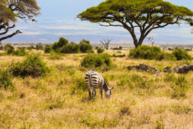 Kenya'da 18 Yıl Sonra Savana Dönen Büyük Otçullar Ağaç Örtüsünü Değiştirdi