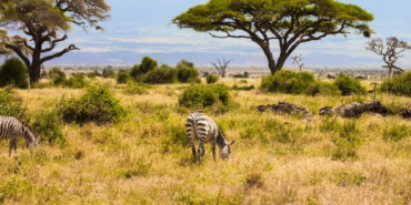 Kenya'da 18 Yıl Sonra Savana Dönen Büyük Otçullar Ağaç Örtüsünü Değiştirdi