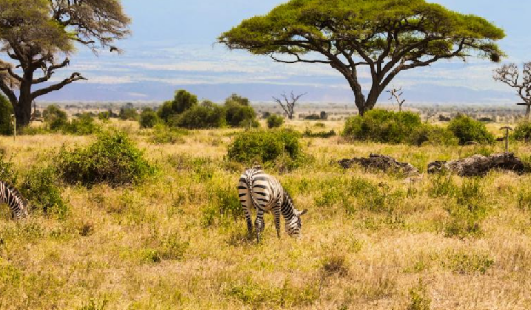 Kenya’da 18 Yıl Sonra Savana Dönen Büyük Otçullar Ağaç Örtüsünü Değiştirdi