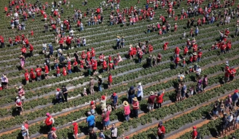 Avustralya’daki Çilek Çiftliğinde 1522 Kişiyle İki Guinness Rekoru Kırıldı