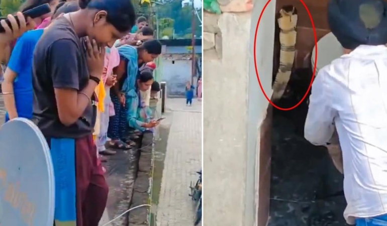 Hindistan’da Bir Evin Klozetinden Çıkan Dev Kobra Paniğe Neden Oldu