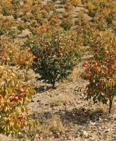 Türkiye'de Üretimi Artan Cennet Hurması Küresel Pazarda Geniş İhracat Ağına Ulaştı