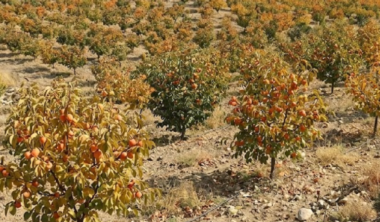 Türkiye’de Üretimi Artan Cennet Hurması Küresel Pazarda Geniş İhracat Ağına Ulaştı