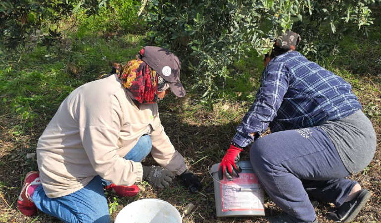 Hatay Samandağ’da Halhalı Zeytini Hasadı Başladı: Bahçede Kilogramı 150 Liraya Ulaştı