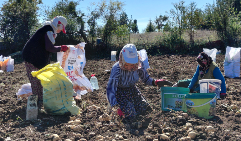 Tokat’ta Coğrafi İşaretli Başçiftlik Beyazı Patatesin Hasadı Başladı